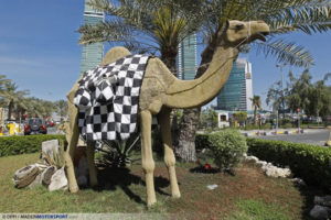 Bahrain Camel